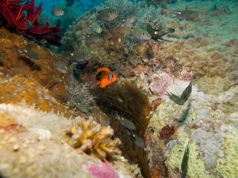 Anemone Fish